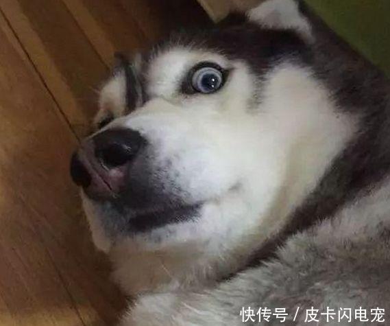 二哈术后眼睛起床一群醒来,瞪大医生,二哈:早餐表情图片包大全早这是吃看见图片