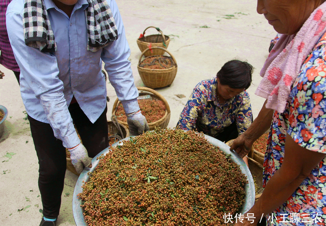 村民荒山种千亩大红袍花椒,年收入300万,采摘