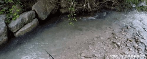 石缝下钓鱼, 好水有好鱼, 鱼身上的红点像梅花一