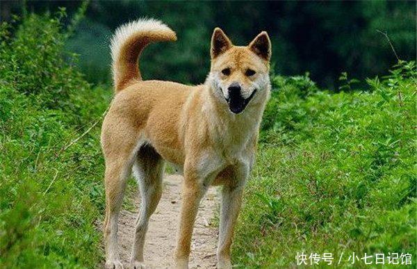 中华田园犬PK美国比特犬,凭借骚气走位,田园犬