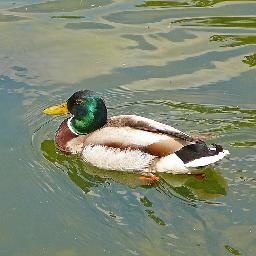 张蔷《野百合也有春天》最好听的人版本 听一