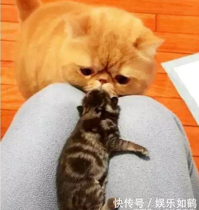 加菲猫盯着小奶猫,一脸纠结1好奇:这家伙真的跟教师图搞笑图片的带字图片