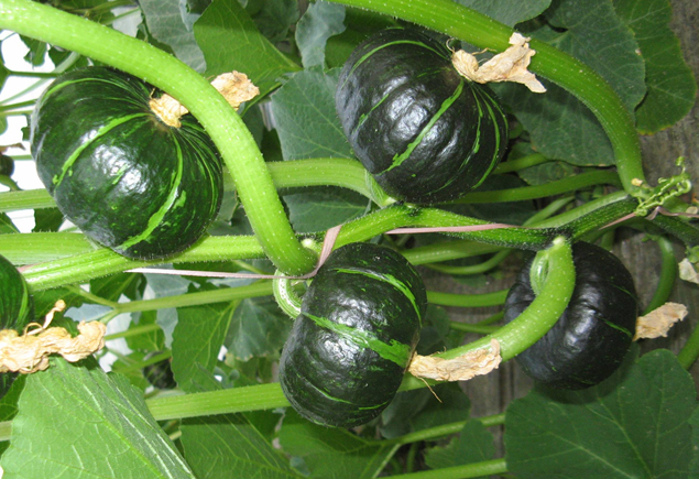 农民种植迷你南瓜一斤可卖十多元,亩产收入5