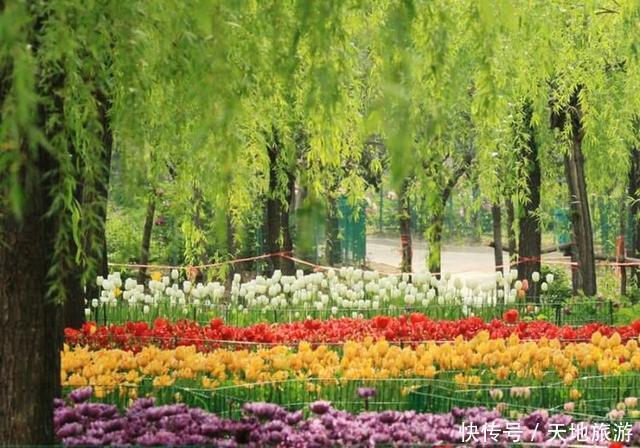 花卉摄影:醉人郁金香