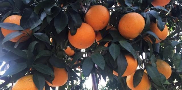 柑橘产量低竟是因为不会除草 学会这4个小技巧