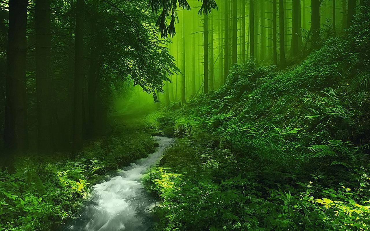 美丽的大自然,绿色的森林图片.保护环境,爱护花草树木.