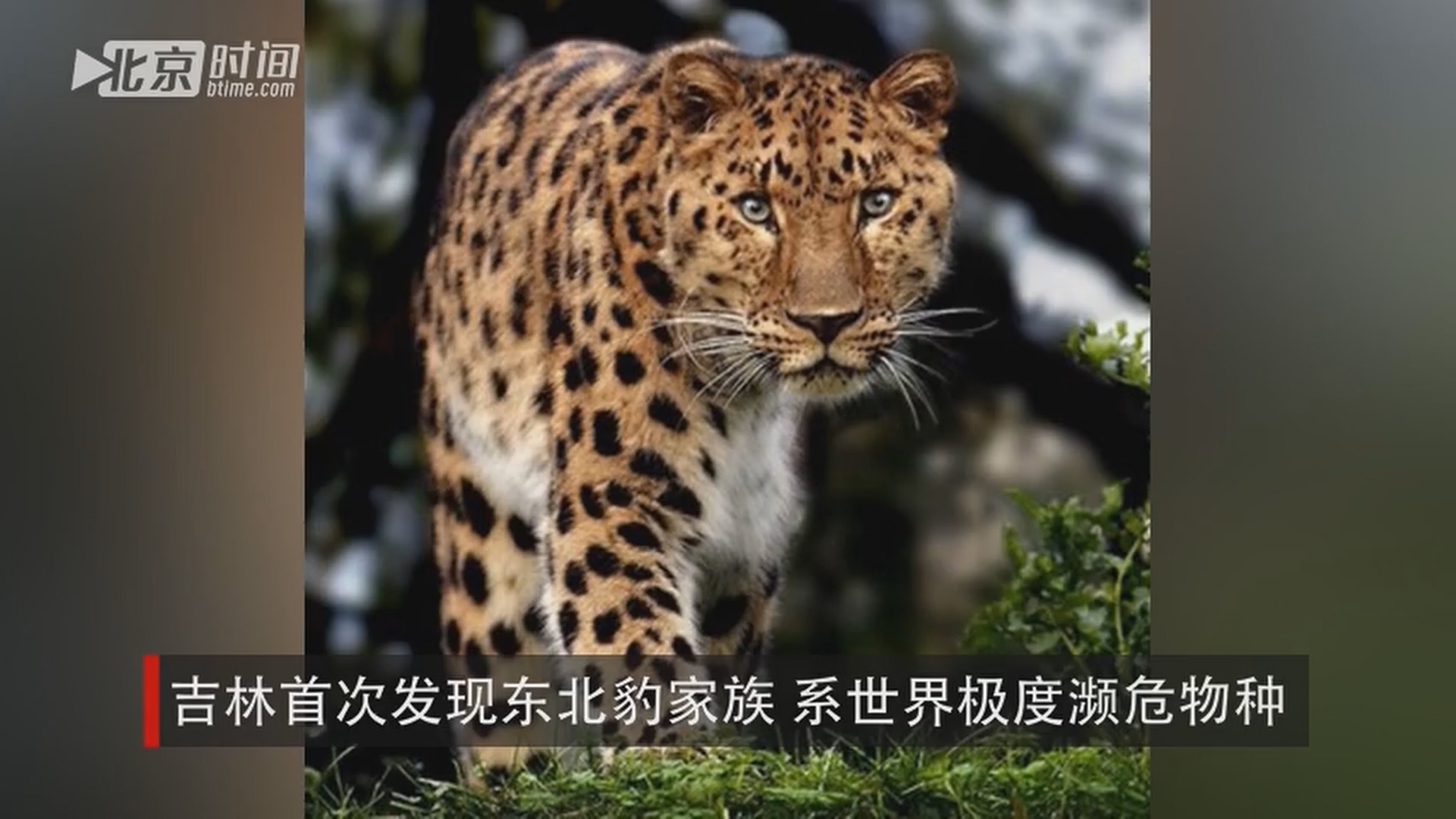 吉林首次发现东北豹家族 系世界极度濒危物种