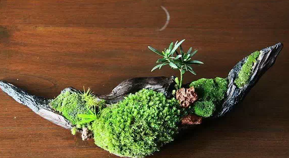 苔藓微景观:品茶、养苔藓的禅意人生