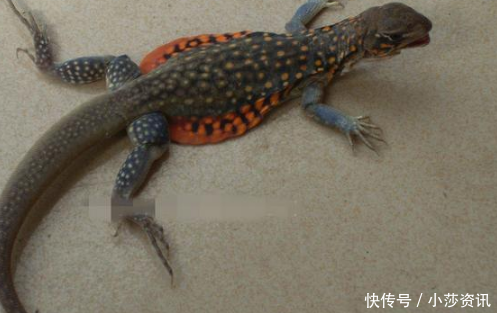 70,80农村娃的儿时玩物,如今300元一斤想买都难!
