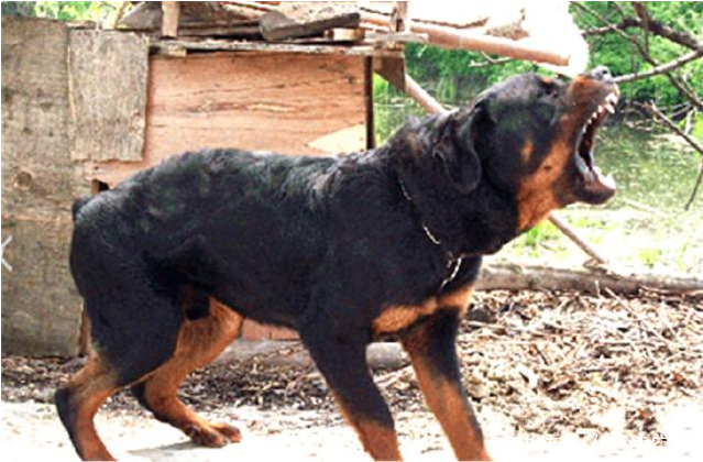 3岁外甥失踪,邻居过来安慰姐,家犬却狂吠,姐夫