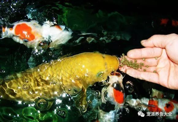 深圳市龍華新區(qū)民治龍騰水族館（深圳市龍華新區(qū)民治龍騰水族館經(jīng)營產(chǎn)品：觀賞魚、魚缸、魚飼料的批發(fā)零售^） 全國觀賞魚市場 第1張