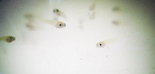 小孔雀鱼怎么养