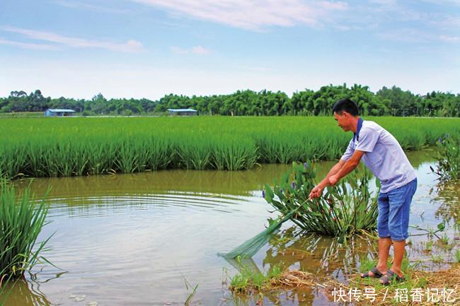 农民在稻田里养它,一水两收,年赚二十万
