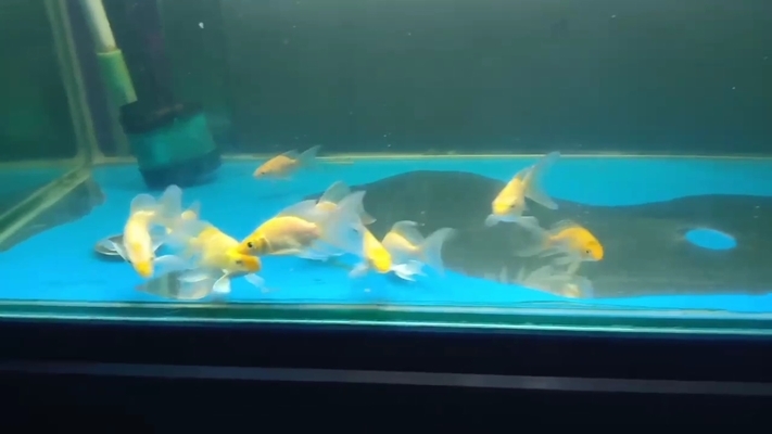 繁殖期三間鼠魚飼料選擇：三間鼠魚繁殖期飼料品牌推薦三間鼠魚繁殖期飼料保存方法 其他寵物 第3張