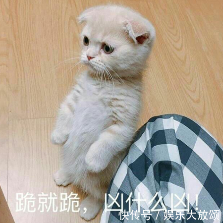 猫咪表情包:我没事,我哭一个月就好