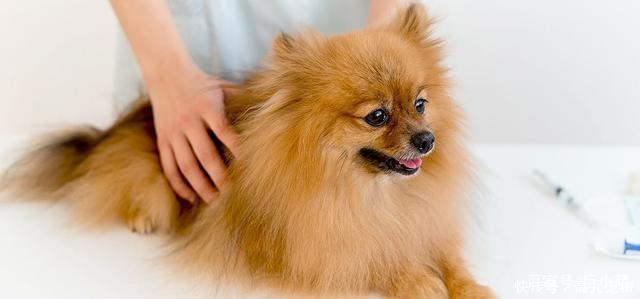 狗狗身上有蜱虫?你要担心它会不会患上莱姆病