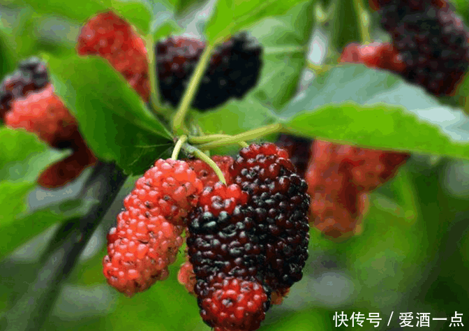 桑葚酒怎么做? 自制桑葚酒可以存放多少年