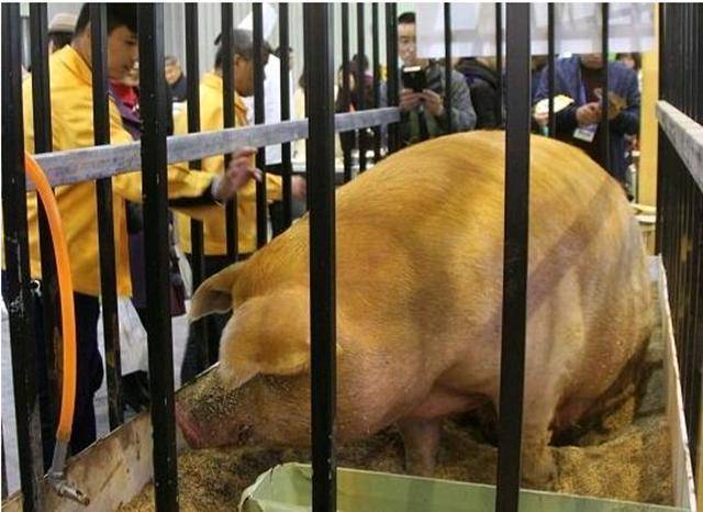 农村男子养出千斤“猪王”,成了当地名人,猪饲料品牌纷纷找他代