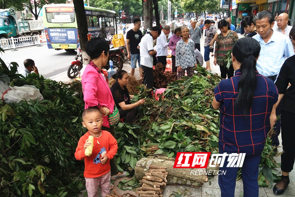 道县:端午时节\＂风药\＂香