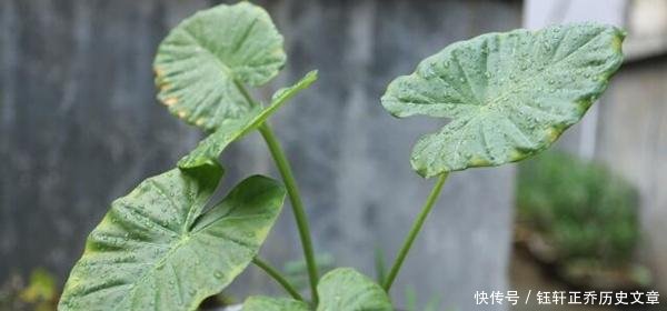 滴水观音放在哪里好,滴水观音的摆放建议以及