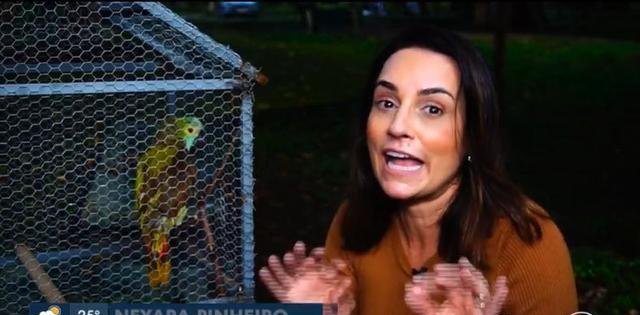 鹦鹉给毒贩通风报信 被警察逮捕