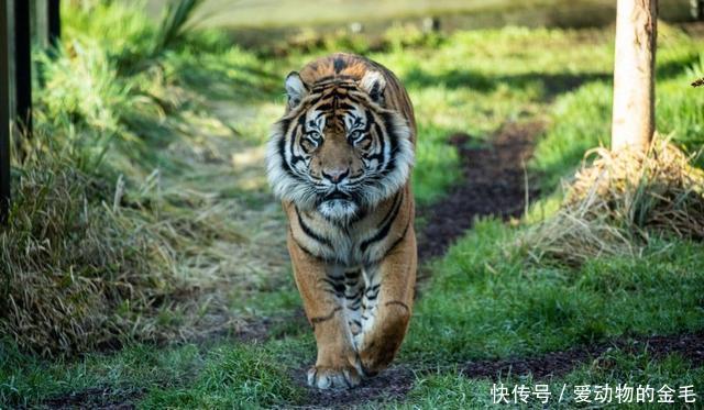 老虎在水里还能打赢鳄鱼吗?想赢还真挺悬的