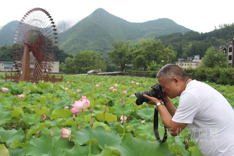 开化荷花已悄然绽放 正是赏荷好时机
