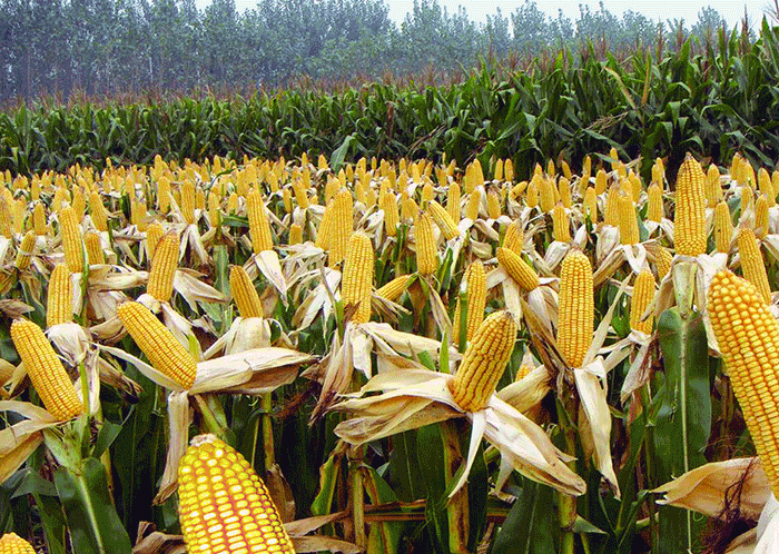 4月玉米价格稳定,5月玉米还能继续上涨吗?