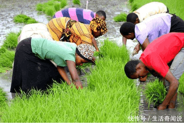 中国人把水稻引入非洲, 荒废的土地得以合理利用, 产量得到大