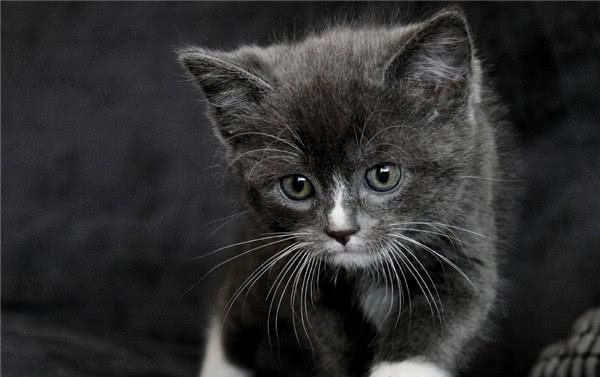 印度人不吃牛肉和猪肉,中国人啥肉都吃?不!中