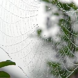 学而思漫话知识 树懒行动为什么那么慢