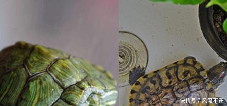 分析巴西龟寿命 为你介绍怎么养它更长寿