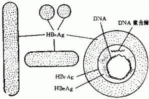 核衣壳为20面体对称结构.游离的核衣壳只能在肝细胞核内观察到.