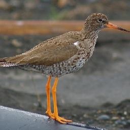 xt组合 依萍抖音里偶然发现一个敲可爱的润欣 