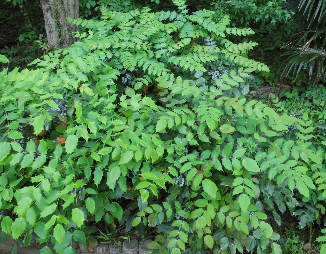 【分类】:细叶十大功劳 ,阔叶十大功劳 植物形态 十大功劳(图2)【十大