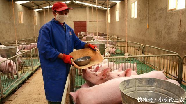 环保法新规:农村养猪户规模低于这个限定,将不