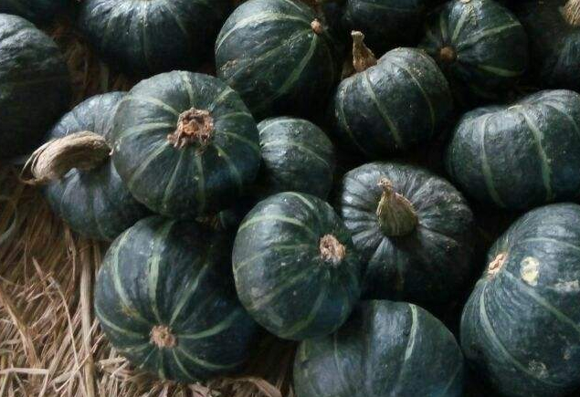 农民种植迷你南瓜一斤可卖十多元,亩产收入5