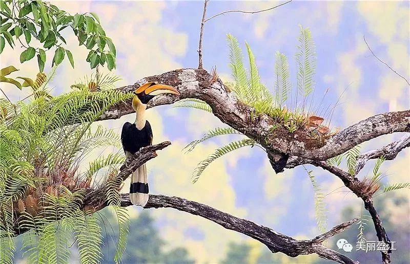 去了盈江才知道，这才叫生活!