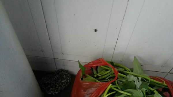 这种家里很常见的小蜘蛛它学名叫什么啊