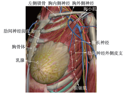 胸部神经阻滞的研究进展