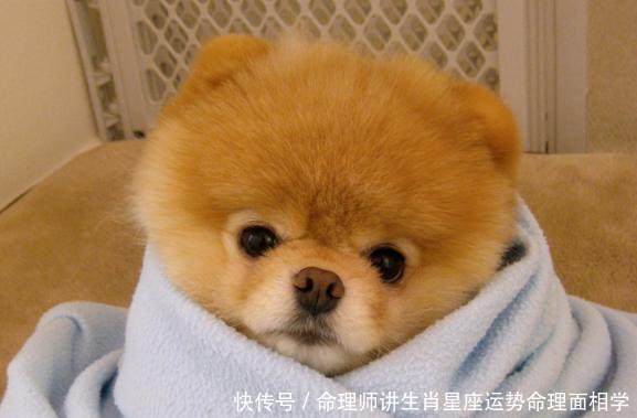 属狗人6月别乱跑，你的喜事来了！