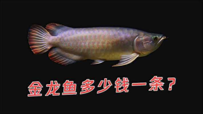 秦皇島觀賞魚市場鱗片掉了一個(gè)月都沒長出來 觀賞魚市場（混養(yǎng)魚）