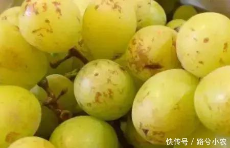 葡萄上锈斑、黑斑、白斑是咋回事?如何提高葡