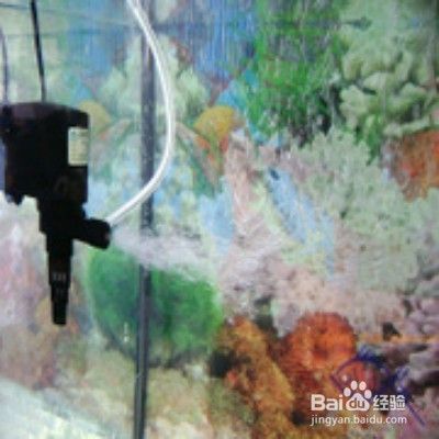 淮北市小琳水族店（淮北市小琳水族店電話）