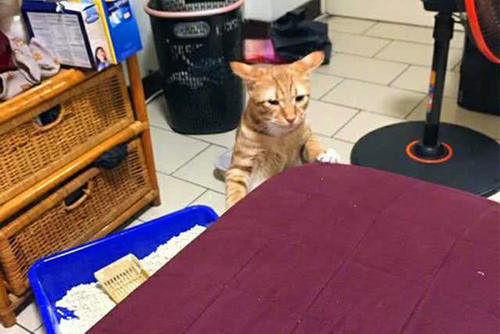 主人扔垃圾回来,看见猫扒着沙发表情不对,歪头