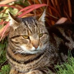 邓先森:国外搞笑视频配音合集 第四弹