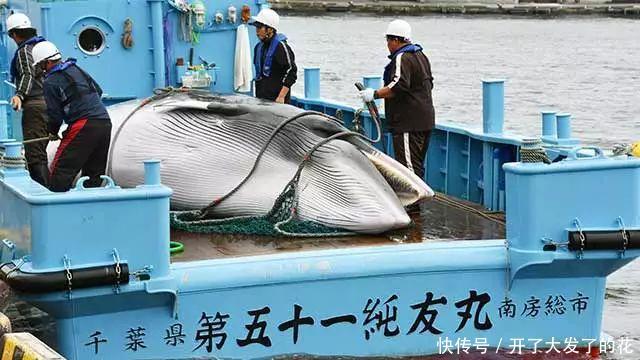 日本退群重启商业捕鲸,难道就为了吃鲸肉?