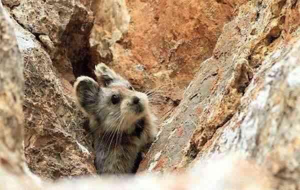 中国特有的兔子,最爱吃名贵药材,比大熊猫还珍