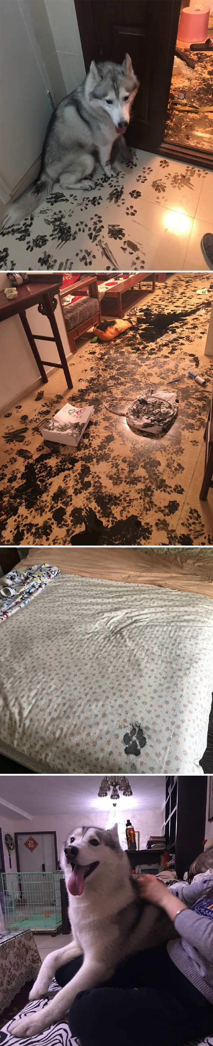 脑子正常的人 都不应该养哈士奇