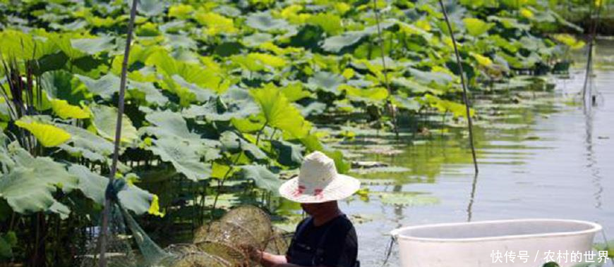养殖龙虾赚不赚钱要看这几点你掌握了多少